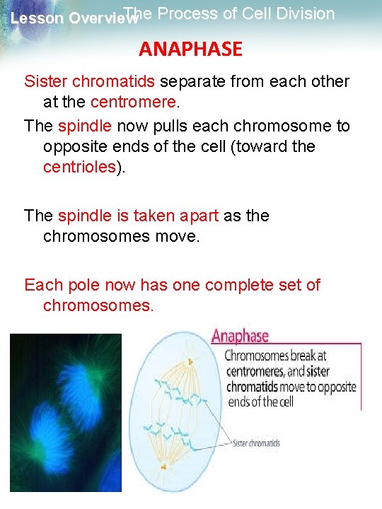 The Process of Cell Division Lesson Overview ANAPHASE Sister chromatids separate from each other