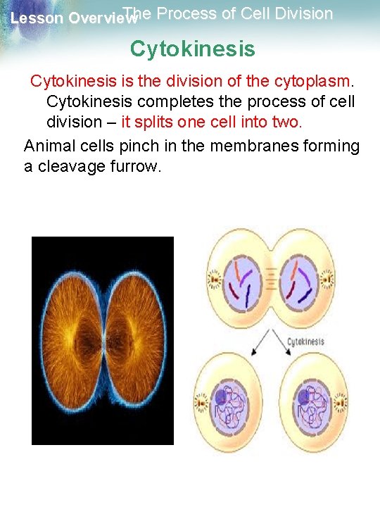 The Process of Cell Division Lesson Overview Cytokinesis is the division of the cytoplasm.