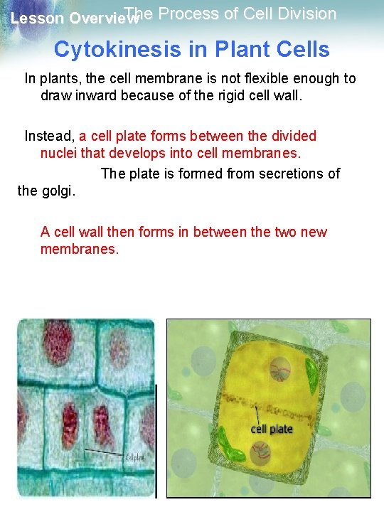 The Process of Cell Division Lesson Overview Cytokinesis in Plant Cells In plants, the