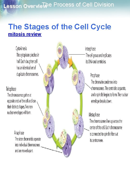 The Process of Cell Division Lesson Overview The Stages of the Cell Cycle mitosis