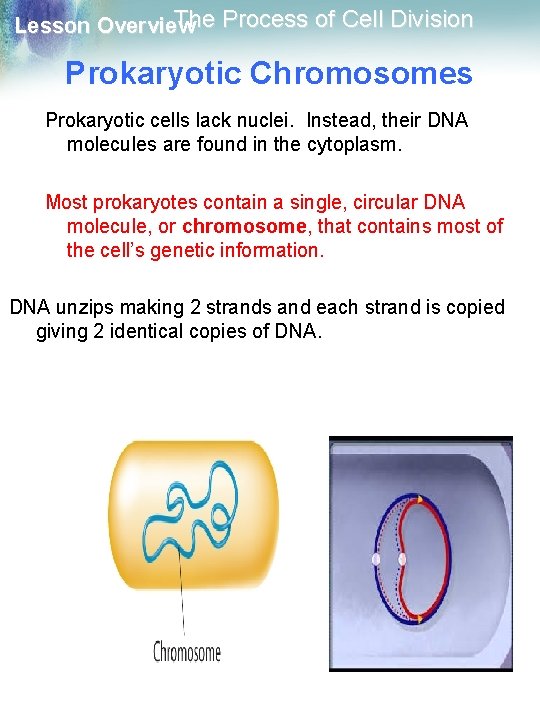 The Process of Cell Division Lesson Overview Prokaryotic Chromosomes Prokaryotic cells lack nuclei. Instead,