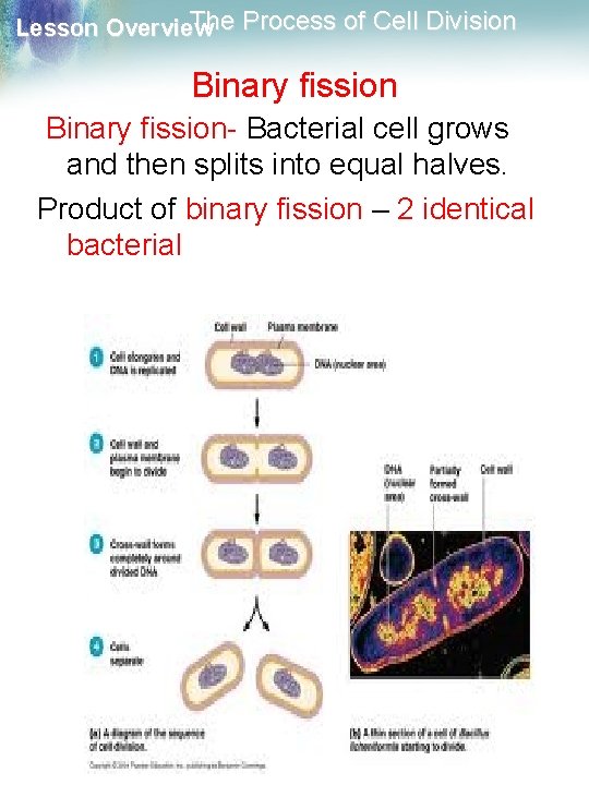 The Process of Cell Division Lesson Overview Binary fission- Bacterial cell grows and then