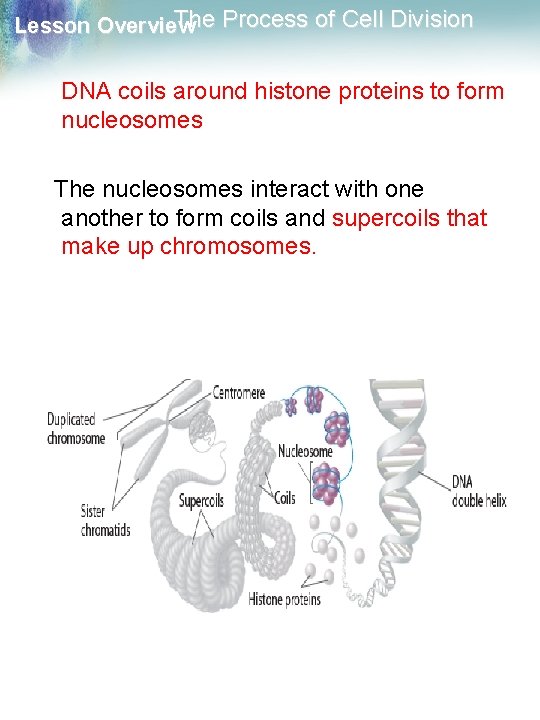 The Process of Cell Division Lesson Overview DNA coils around histone proteins to form