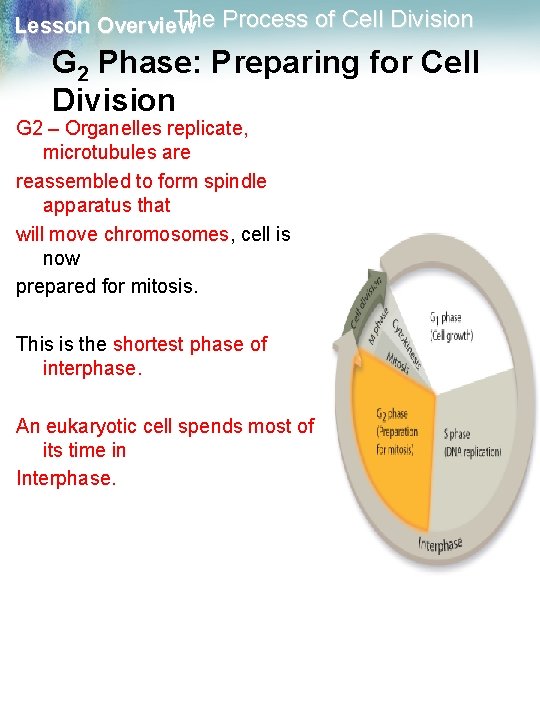 The Process of Cell Division Lesson Overview G 2 Phase: Preparing for Cell Division