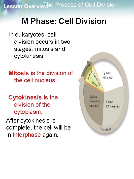 The Process of Cell Division Lesson Overview M Phase: Cell Division In eukaryotes, cell