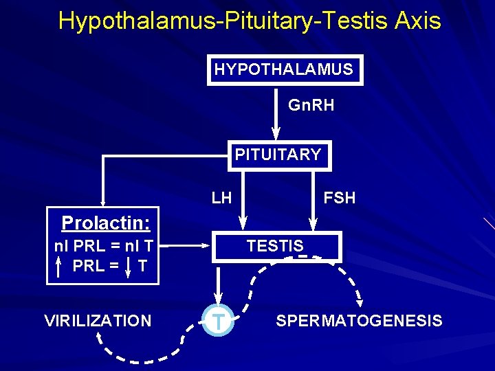 Hypothalamus-Pituitary-Testis Axis HYPOTHALAMUS Gn. RH PITUITARY LH FSH Prolactin: TESTIS nl PRL = nl