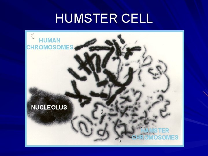 HUMSTER CELL HUMAN CHROMOSOMES NUCLEOLUS HAMSTER CHROMOSOMES 