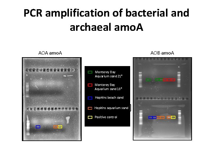 PCR amplification of bacterial and archaeal amo. A AOA amo. A AOB amo. A