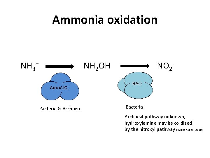 Ammonia oxidation NH 3+ NH 2 OH Amo. ABC Bacteria & Archaea NO 2