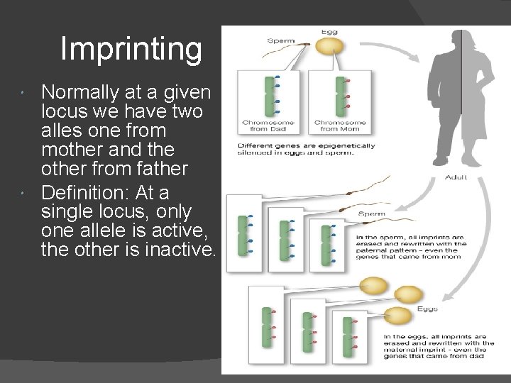 Imprinting Normally at a given locus we have two alles one from mother and