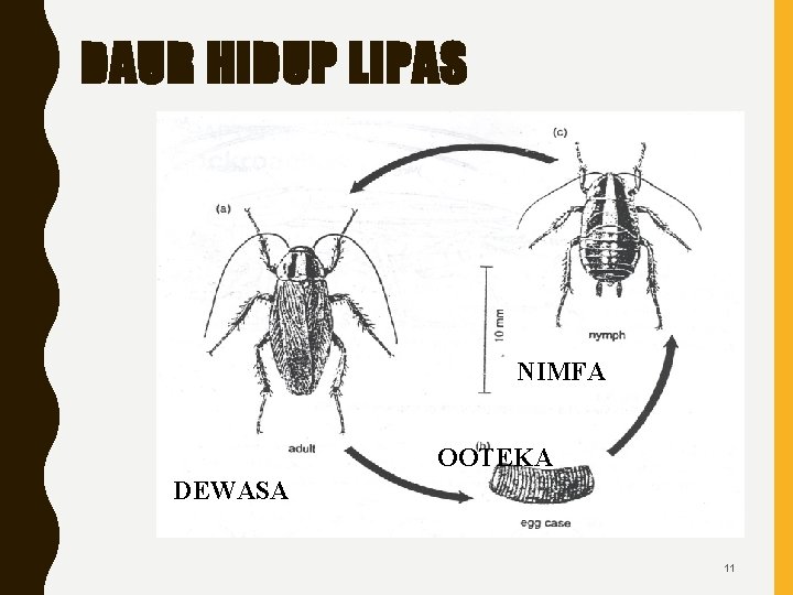 DAUR HIDUP LIPAS NIMFA OOTEKA DEWASA 11 
