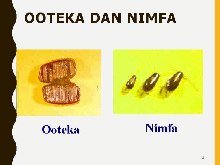 OOTEKA DAN NIMFA Ooteka Nimfa 12 