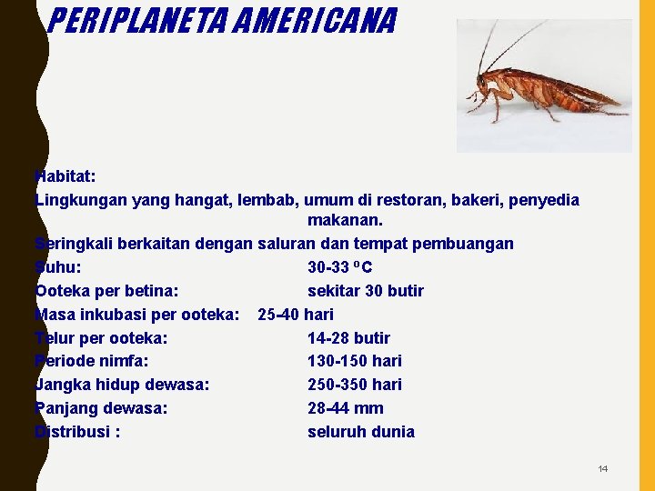 PERIPLANETA AMERICANA Habitat: Lingkungan yang hangat, lembab, umum di restoran, bakeri, penyedia makanan. Seringkali