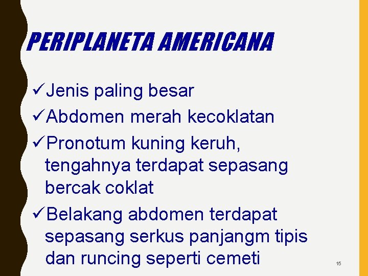 PERIPLANETA AMERICANA üJenis paling besar üAbdomen merah kecoklatan üPronotum kuning keruh, tengahnya terdapat sepasang