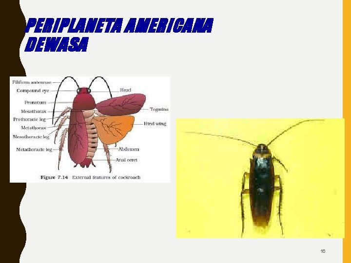 PERIPLANETA AMERICANA DEWASA 16 