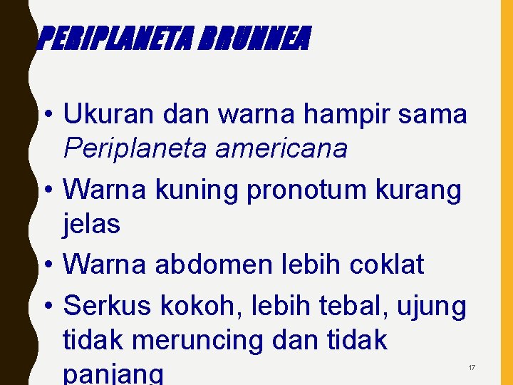 PERIPLANETA BRUNNEA • Ukuran dan warna hampir sama Periplaneta americana • Warna kuning pronotum