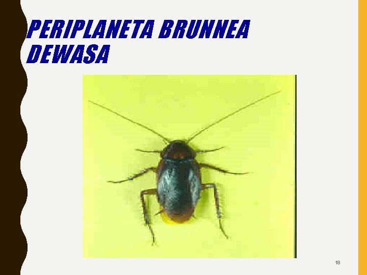 PERIPLANETA BRUNNEA DEWASA 18 