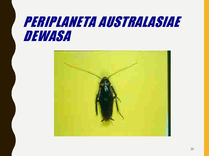 PERIPLANETA AUSTRALASIAE DEWASA 20 