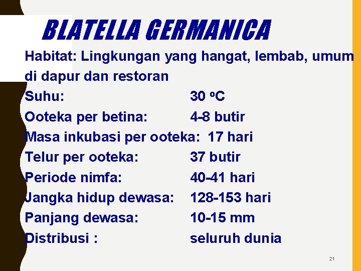 BLATELLA GERMANICA Habitat: Lingkungan yang hangat, lembab, umum di dapur dan restoran Suhu: 30