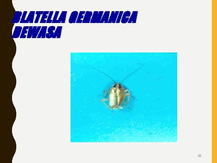 BLATELLA GERMANICA DEWASA 23 