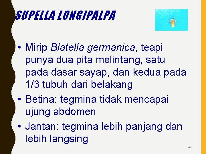 SUPELLA LONGIPALPA • Mirip Blatella germanica, teapi punya dua pita melintang, satu pada dasar