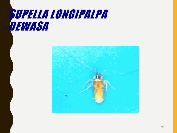 SUPELLA LONGIPALPA DEWASA 26 