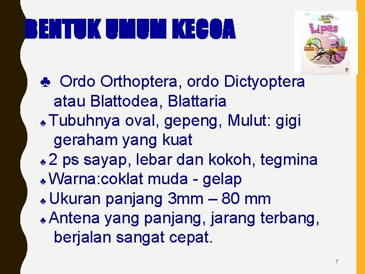 BENTUK UMUM KECOA ♣ Ordo Orthoptera, ordo Dictyoptera atau Blattodea, Blattaria ♣ Tubuhnya oval,