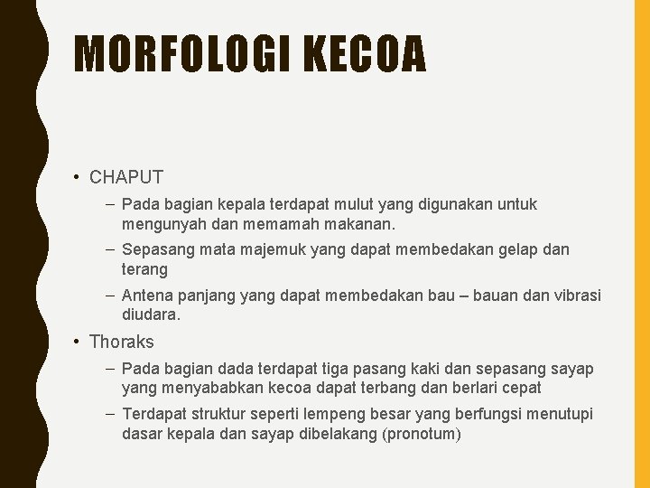 MORFOLOGI KECOA • CHAPUT – Pada bagian kepala terdapat mulut yang digunakan untuk mengunyah