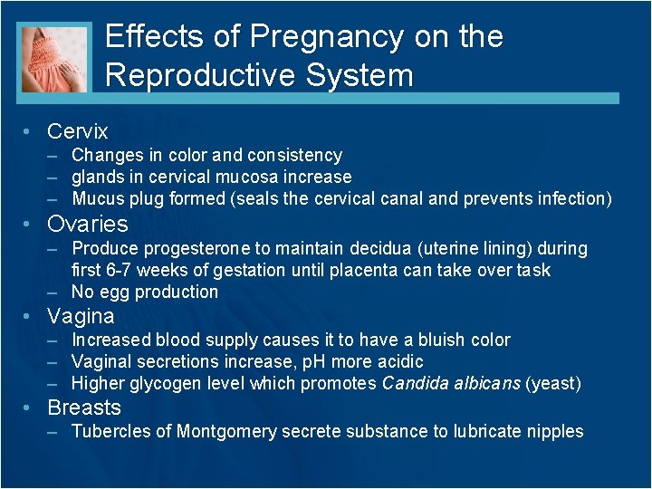 Effects of Pregnancy on the Reproductive System • Cervix – Changes in color and