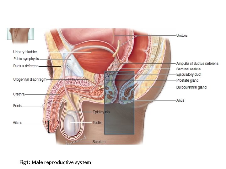 Fig 1: Male reproductive system 