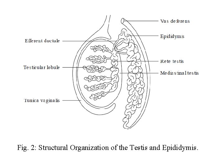 Fig. 2: Structural Organization of the Testis and Epididymis. 