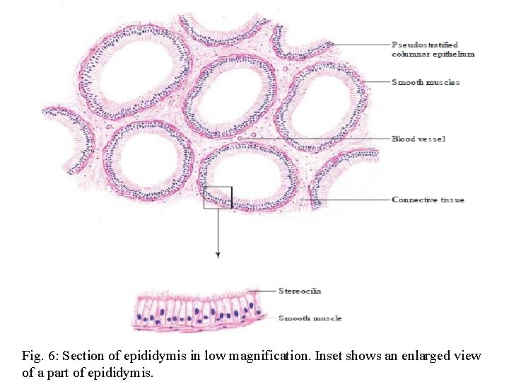 Fig. 6: Section of epididymis in low magnification. Inset shows an enlarged view of