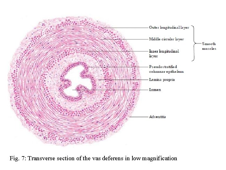 Fig. 7: Transverse section of the vas deferens in low magnification 