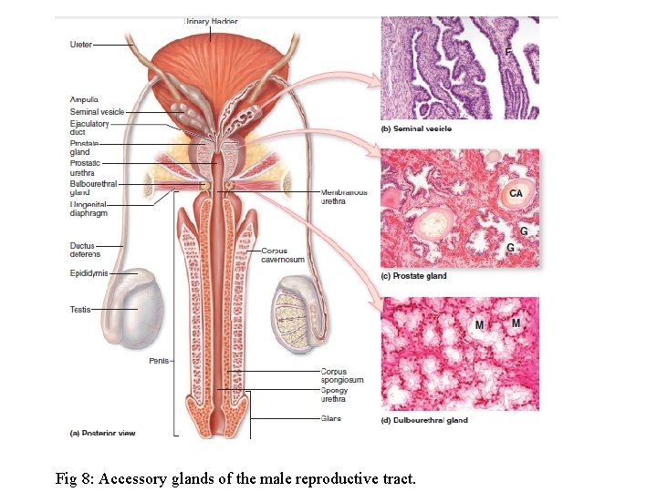 Fig 8: Accessory glands of the male reproductive tract. 