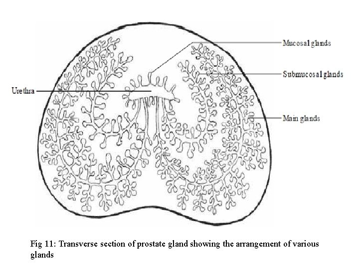 Fig 11: Transverse section of prostate gland showing the arrangement of various glands 