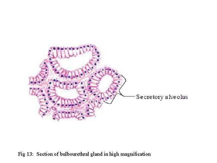 Fig 13: Section of bulbourethral gland in high magnification 