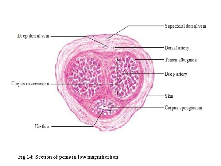 Fig 14: Section of penis in low magnification 