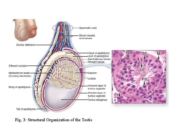 Fig. 3: Structural Organization of the Testis 