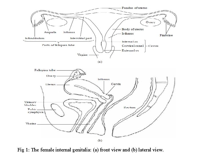 Fig 1: The female internal genitalia: (a) front view and (b) lateral view. 