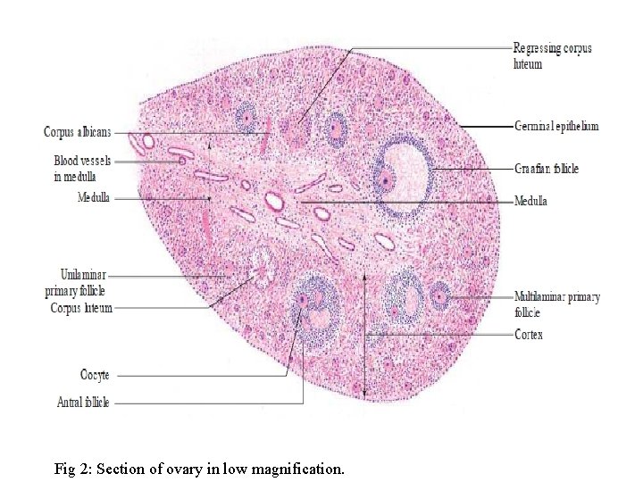 Fig 2: Section of ovary in low magnification. 