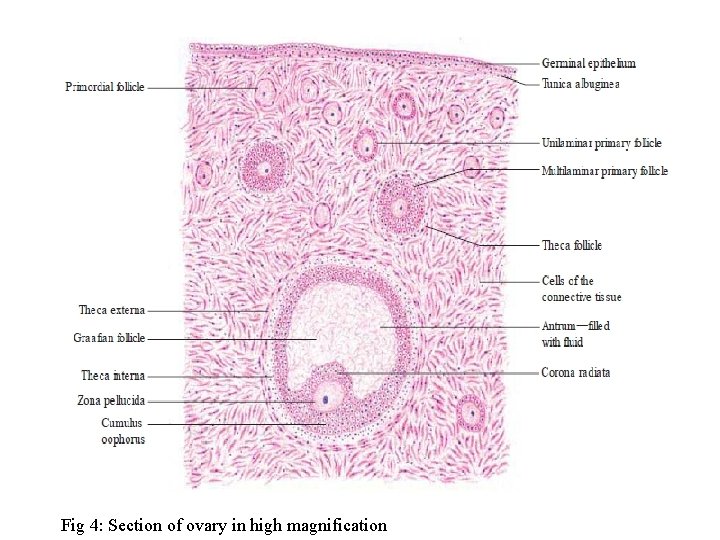 Fig 4: Section of ovary in high magnification 