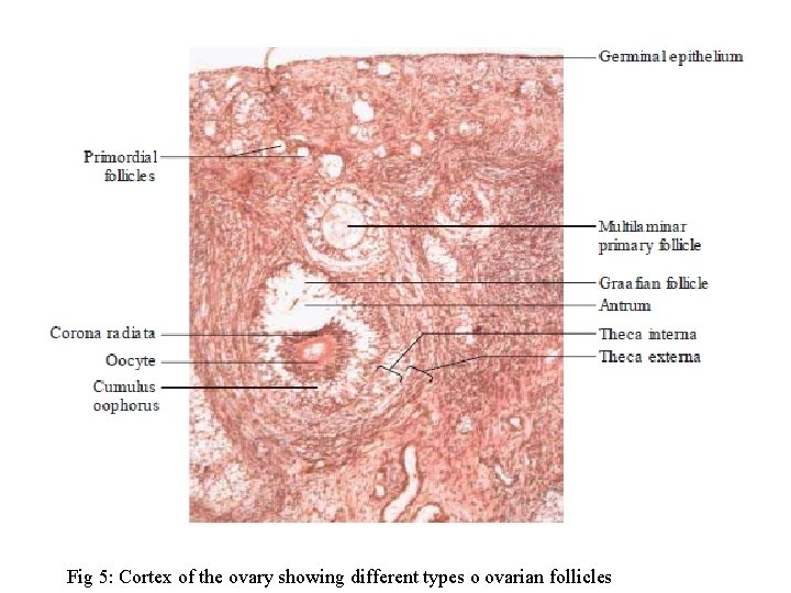 Fig 5: Cortex of the ovary showing different types o ovarian follicles 