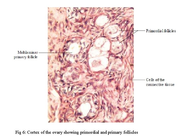 Fig 6: Cortex of the ovary showing primordial and primary follicles 
