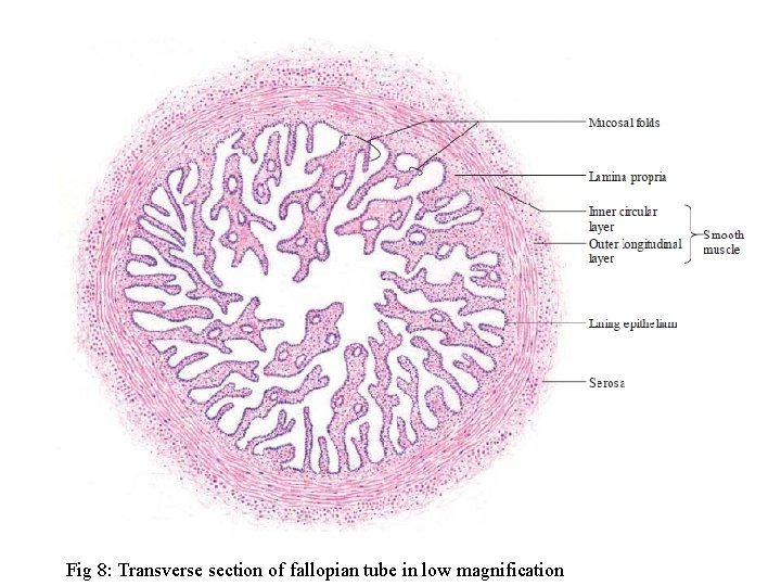 Fig 8: Transverse section of fallopian tube in low magnification 