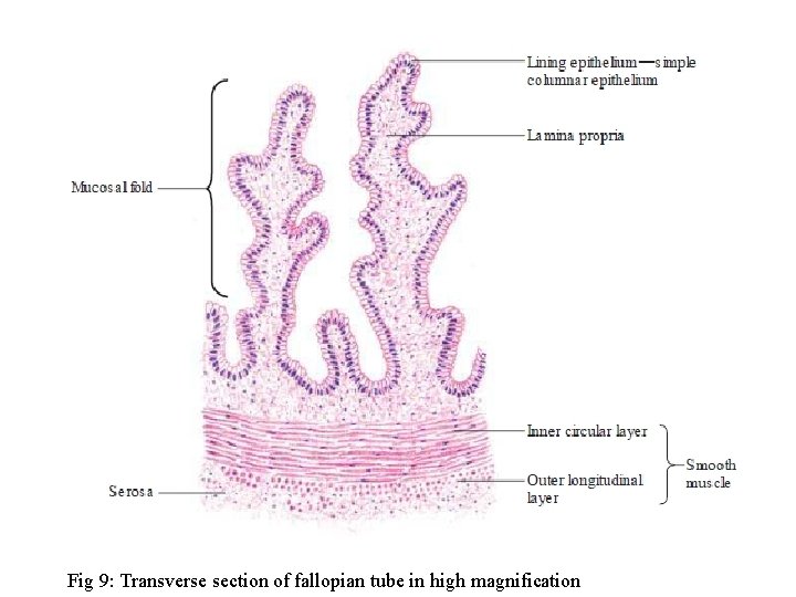 Fig 9: Transverse section of fallopian tube in high magnification 