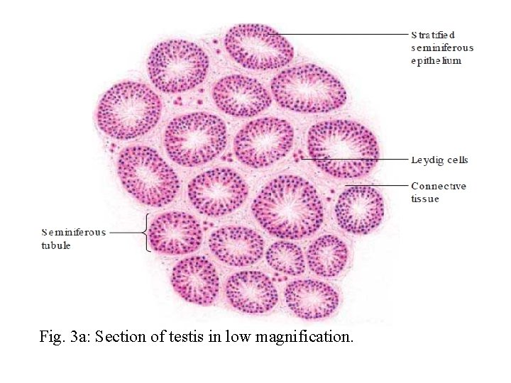 Fig. 3 a: Section of testis in low magnification. 