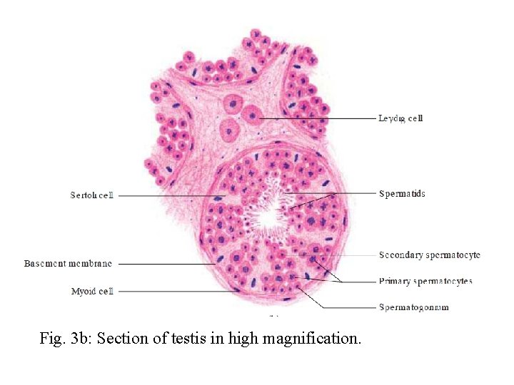 Fig. 3 b: Section of testis in high magnification. 