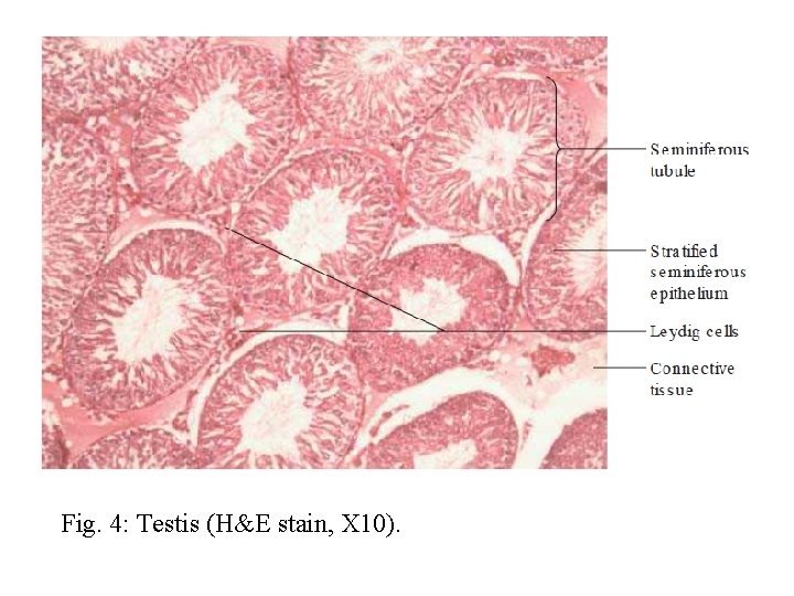 Fig. 4: Testis (H&E stain, X 10). 