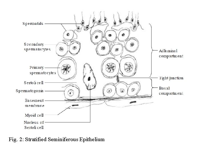 Fig. 2: Stratified Seminiferous Epithelium 