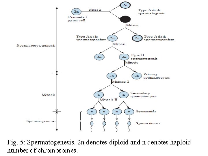 Fig. 5: Spermatogenesis. 2 n denotes diploid and n denotes haploid number of chromosomes.